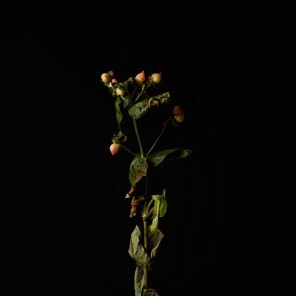 floral collection past & present 8