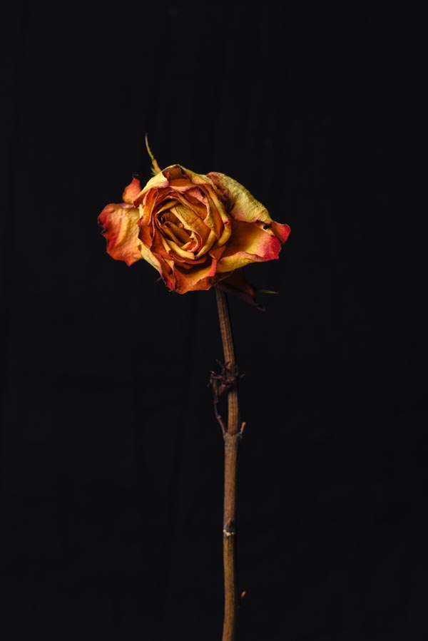 yellow stick flower