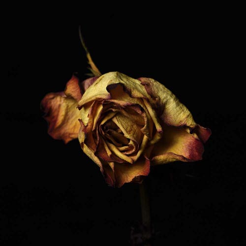 yellow flower