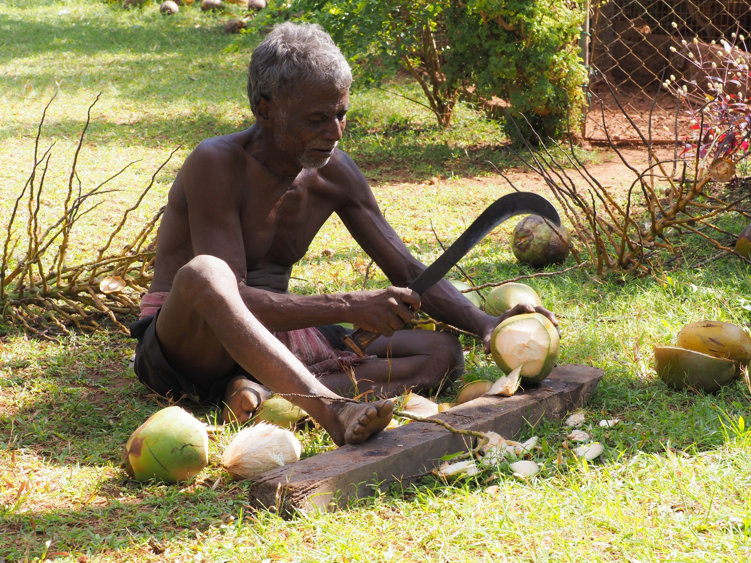 The Coconut Tree Cutter
