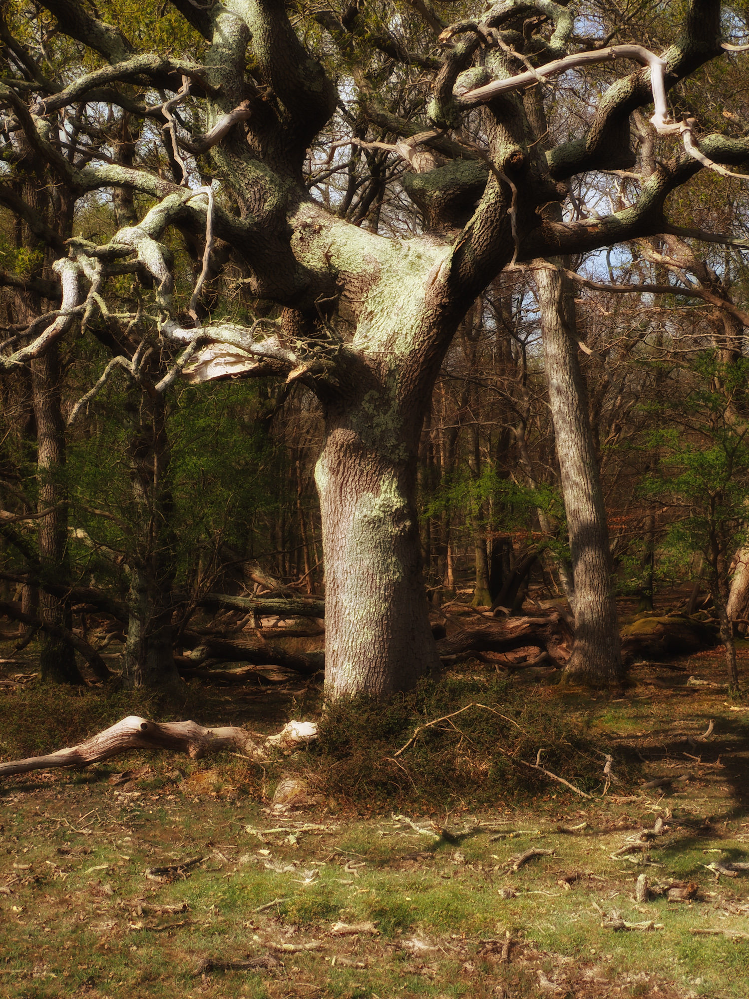 Tree of Life