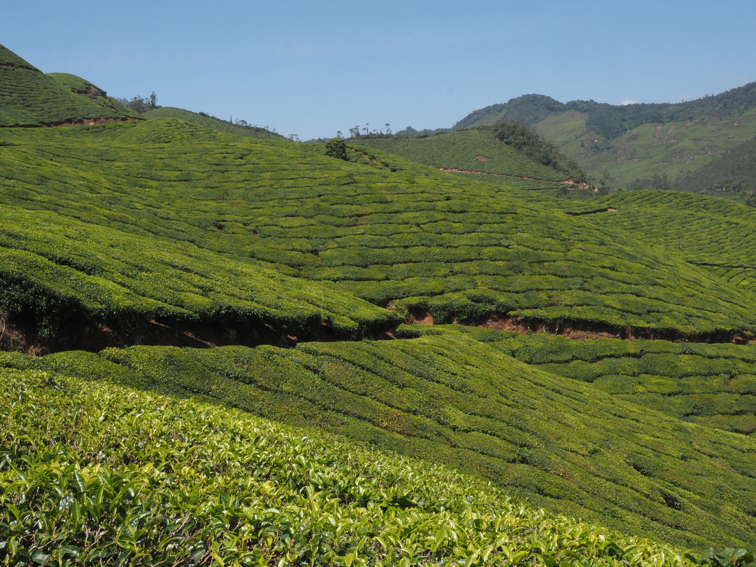 Munnar in India